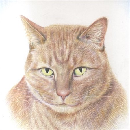 Hand Drawn Color Pencil Sketch from A Cat Photo - myDaVinci